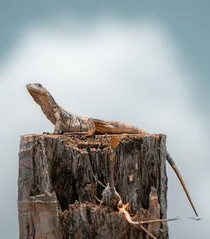 Eastern Collared Lizard Baby