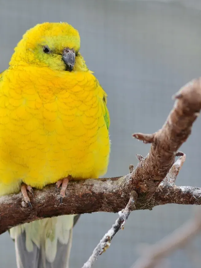 Indian Ringneck parakeet -Blue Harlequin Indian Ringneck parakeet -Blue Harlequin