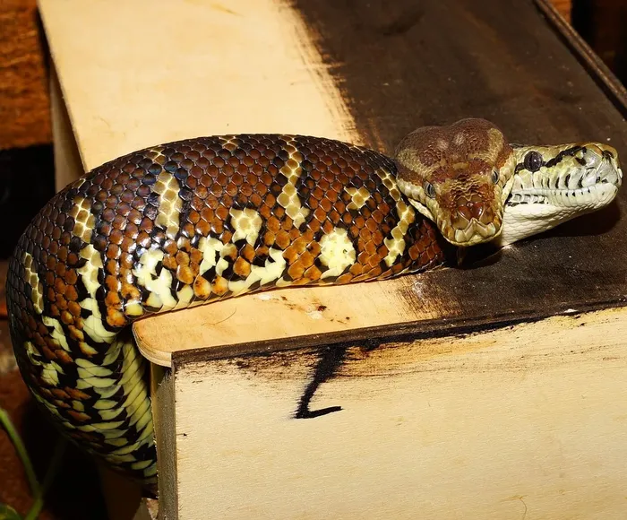 Carpet Pythons Carpet Pythons