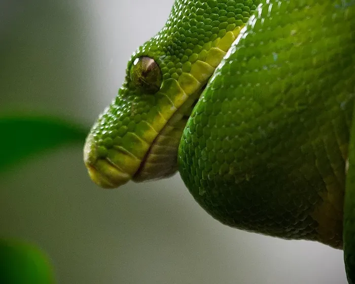 Scaleless Ball Python