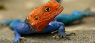 Indonesian Blue Tongue Skink Baby