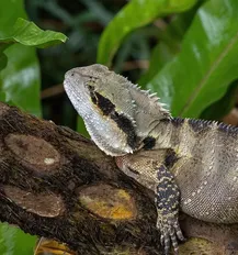 Sulfur Water Monitor