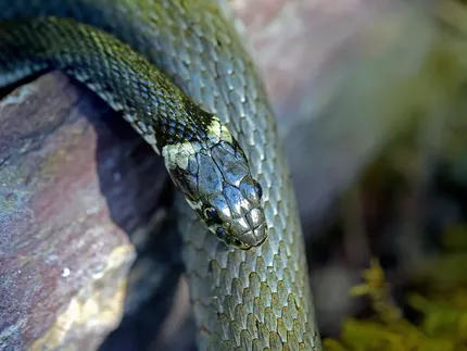 Eastern fox snake