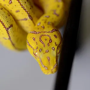 Tree Python