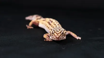 Strawberry Red Leopard Gecko food bowl calcium dish & water dish