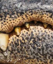 Ornate Uromastyx Baby