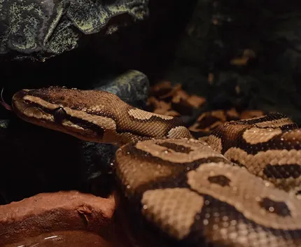Black Blood Python