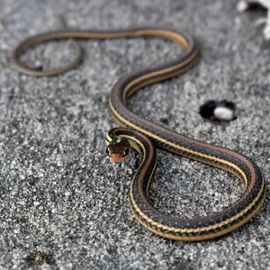 Garter Snakes