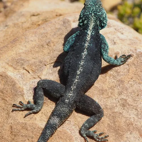 reptile-shipping-kit