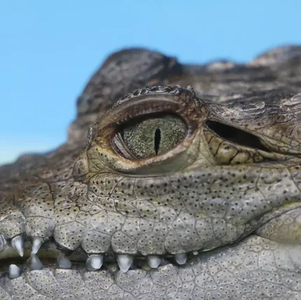 Lewisi Hybrid Iguana