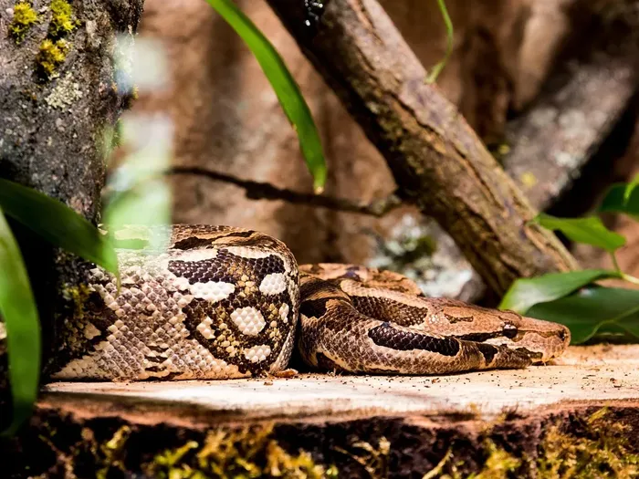 Kenyan Sand Boa