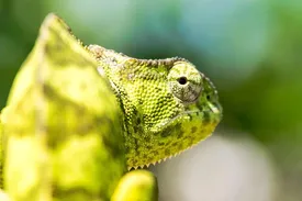 Sudanese Uromastyx