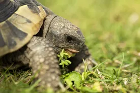 Elongated Tortoise Baby