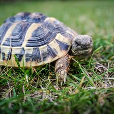 Snake Neck Turtle Baby