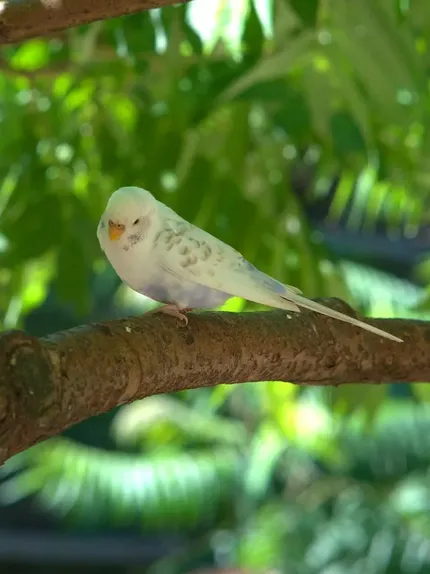 Indian Ringneck parakeet -Blue Harlequin