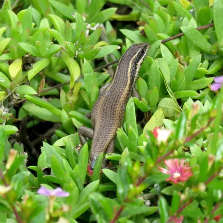 Great Plated lizard