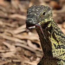 Red Ackie Monitor Adult