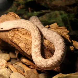 Honduran Milk Snake