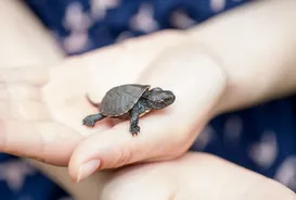 Three Stripe Mud Turtle Baby