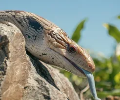 Northern Blue Tongue Skink Adult