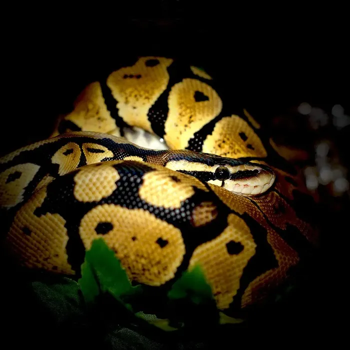 Male Banana Pastel Mojave Yellow Belly 100% Het Puzzle (Possible Fluff)