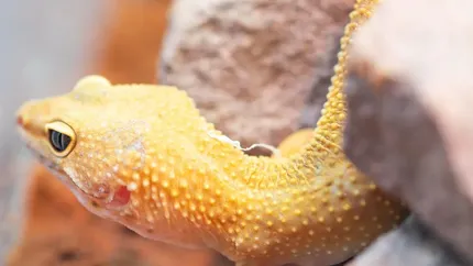 Sky Blue Leopard Gecko humid hide, dry hide, food bowl, calcium & water dish combo