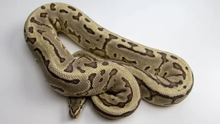 Male Enchi Pastel OD YB Het Hypo PH Clown PH PIED Ball Python
