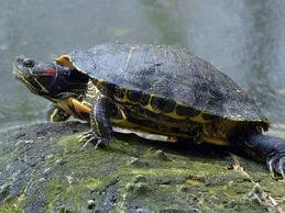 Snow Red Ear Slider Turtle Baby