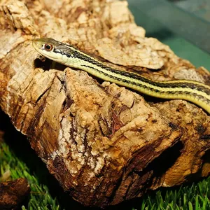 Garter Snakes