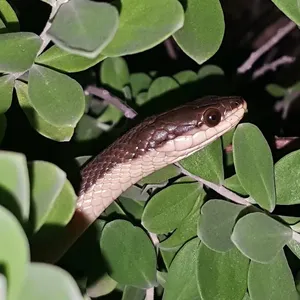 Rough green snake