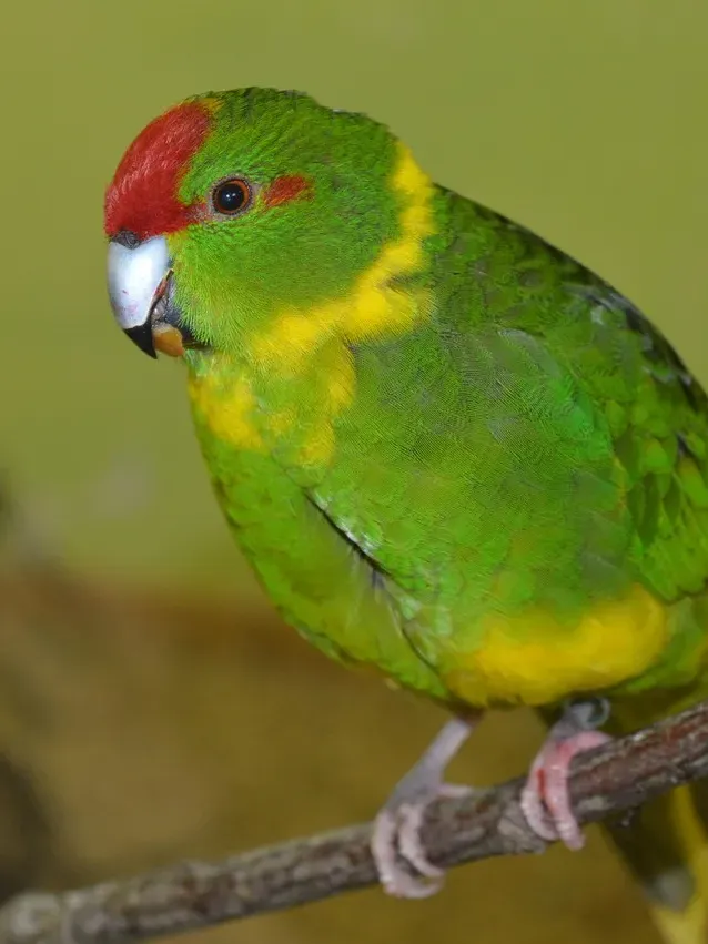 Indian Ringneck parakeet -Blue Harlequin Hillerman Male
