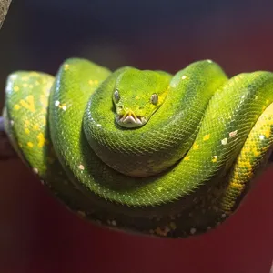 Banana Ball Python