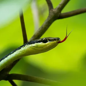 Pueblan Milk Snake
