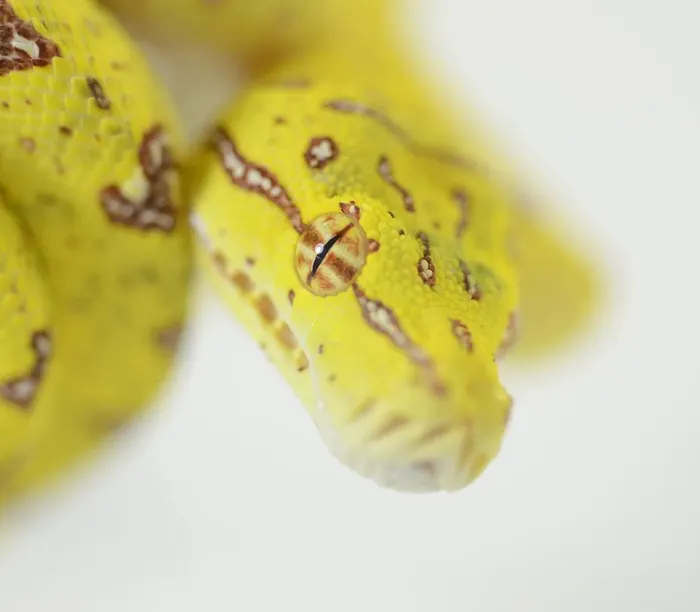 Tree Python Tree Python
