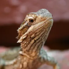 Red Nigerian Uromastyx