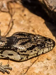 Red Eye Crocodile Skink