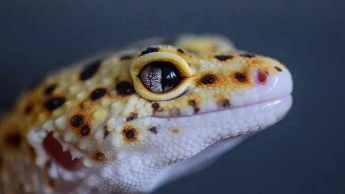 Sky Blue Leopard Gecko humid hide, dry hide, food bowl, calcium & water dish combo