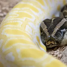 Female Super Pastel Het Puzzle Possible Het Clown Ball Python