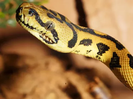 Female hognose snakes