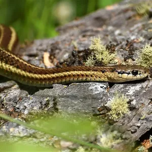 Garter Snakes