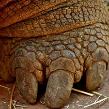 Elongated x Travancore Tortoise
