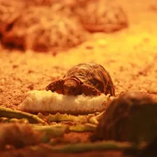 Star Tortoise Baby