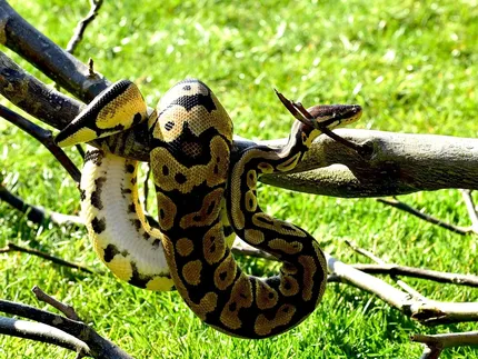 Female Adult Ball Python