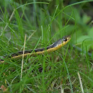 Garter Snakes