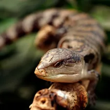 Northern Blue Tongue Skink Baby
