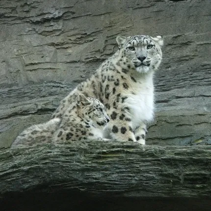 Super Snow Leopard Gecko Adult