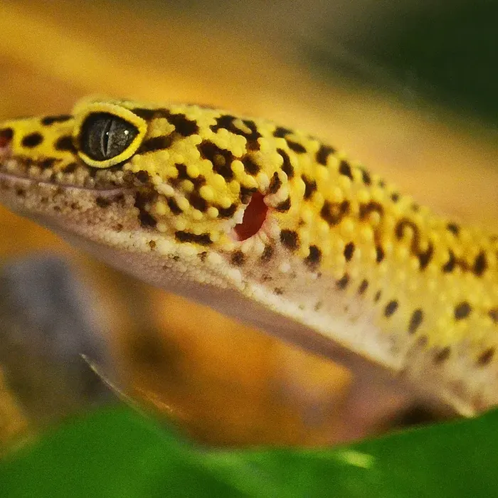 OG Tangerine Leopard Gecko Adult Female (#32323-05)