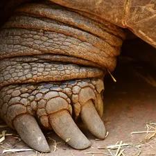 Elongated x Travancore Tortoise