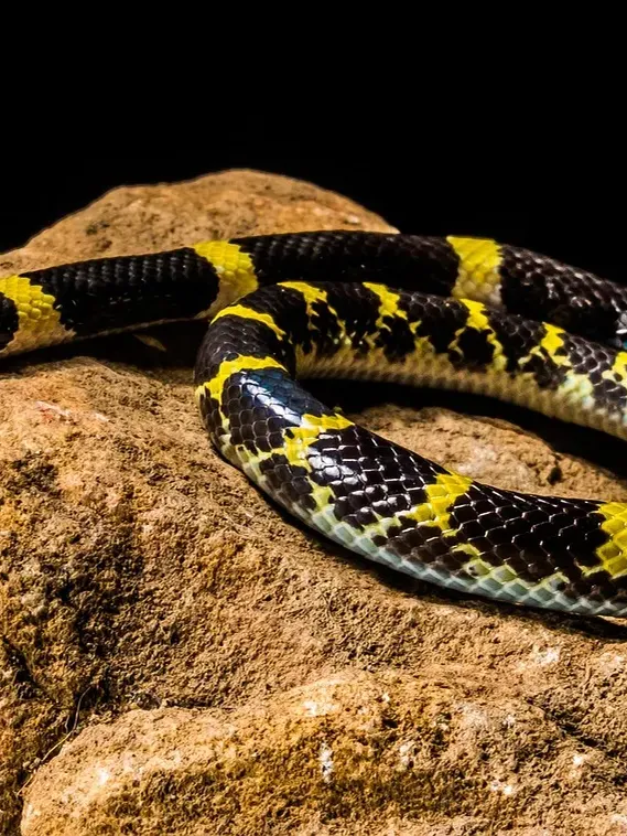 Black milk snake