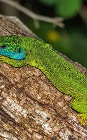 Sulawesi Water Skink